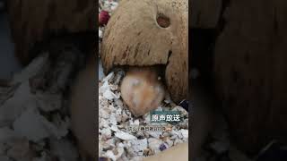 Cute little hamster snoring  小仓鼠打呼声原声放送😆睡到很熟|最爱椰壳✨✨