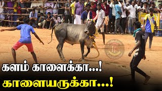 களம் காளைக்கா?! காளையருக்கா?! | மணப்பாறை வடமாடு மஞ்சுவிரட்டு  | PK Media