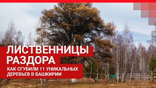 История уничтожения Кужановских лиственниц | Ufa1.RU