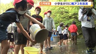 大きくなーれ！　島田の小学生が伊久美川に稚アユを放流