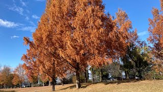 緑豊かでお散歩に最適！地元のオススメスポットツインタワー(紅葉シーズン)vlog