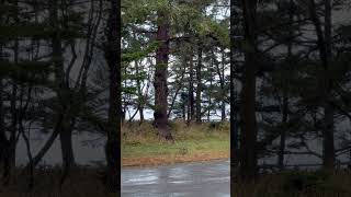 Deer Grazing By Ocean