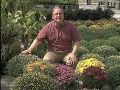 Chrysanthemums offer spectacular fall color