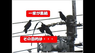 №72 カラス一家の何気ない生活、親にあまえる子ガラス、子ガラスの著しい成長