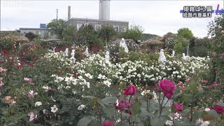 姫路ばら園でバラが見頃 800種類が次々と開花