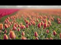 a field with blooming red and orange tulips near lisse the netherlands in the spring