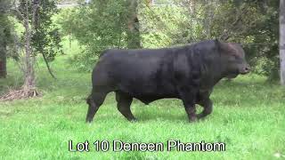 LOT 10 - SOUTHERN CROSS LIMOUSIN SALE