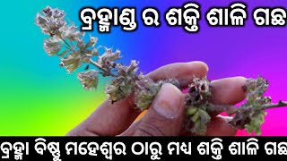 ବ୍ରହ୍ମାଣ୍ଡର ଶକ୍ତି ଶାଳି ଗଛ ଭଗବାନ ଏହି ଗଛକୁ ଶକ୍ତି ଦେଇଛନ୍ତି | powerful tree in tantra mantra | tbcodia