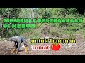 Membuat bedengan||untuk tanaman tomat