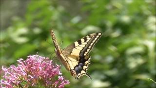 Swallowtail Butterfly PAPILIO MACHAON Riva del Garda