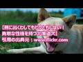 【最新版・犬種図鑑】北海道犬【犬を知る】