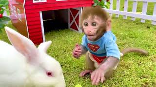 Monkey Baby Bon Bon eats fried eggs and plays with puppy and rabbit on the farm