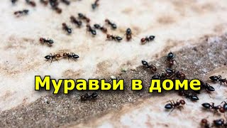 Муравьи в доме. Приметы.