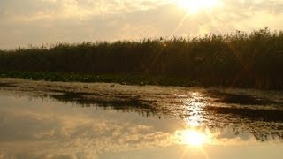 Delta Dunarii - fascinanta lume a biodiversitatii.