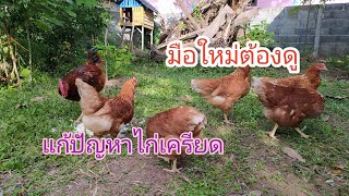 การแก้ปัญหาไก่เครียดได้ดีมากๆๆๆ #ไก่ไข่ไฮบริดสวยๆๆ