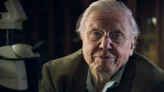 Az állatvilág története David Attenborough val S01E01 720p