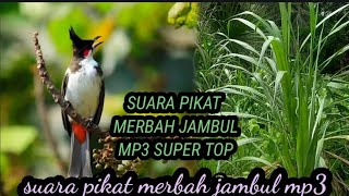 suara pikat MP3 merbah jambul suara paling jernih