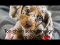 Inédit : ton chien selon ton signe astrologique