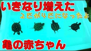 赤ちゃん亀がいきなり増えた！２匹が４匹になりました【2018#063】