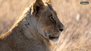 Lion \u0026 elephant spectacle - SafariLIVE Sunset - 29 January 2025