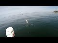 bluefish blitz buzzards bay cape cod insane topwater action