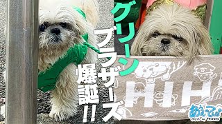 【お知らせあり】爆誕！グリーンブラザーズ【犬とおっさん】