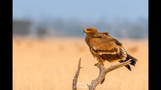 Discover Talchhaper – A Hidden Birding Paradise! 🦜