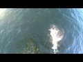 [VLOG 27] Alaska  - Dall Porpoises swimming in boat's bow