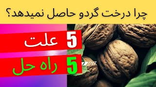 علت حاصل ندادن درخت گردو ؟ چرا درخت چهارمغز شما حاصل نمیدهد؟ پنج را حل free gardener