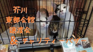 [保護猫] 10/10 フーの参加した譲渡会の様子 [里親募集]