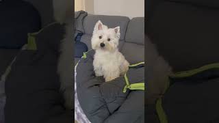 「西高地白梗 」這個表情 花生了什麼事🤣#shorts #westie #我是小寶