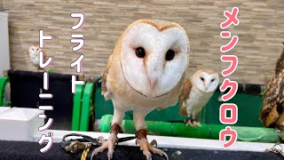 メンフクロウのフライトトレーニング‼️（熱帯倶楽部東川口本店）