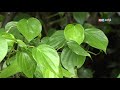 இவ்வளவு நன்மைகளை அள்ளி வழங்கும் வெற்றிலைக் கலாசாரம் betel culture arokiyamaka vaala