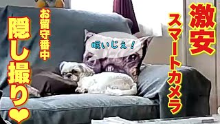 #28[シーズー犬]お留守番動画チャレンジ❤︎激安スマートカメラは使えるのか？