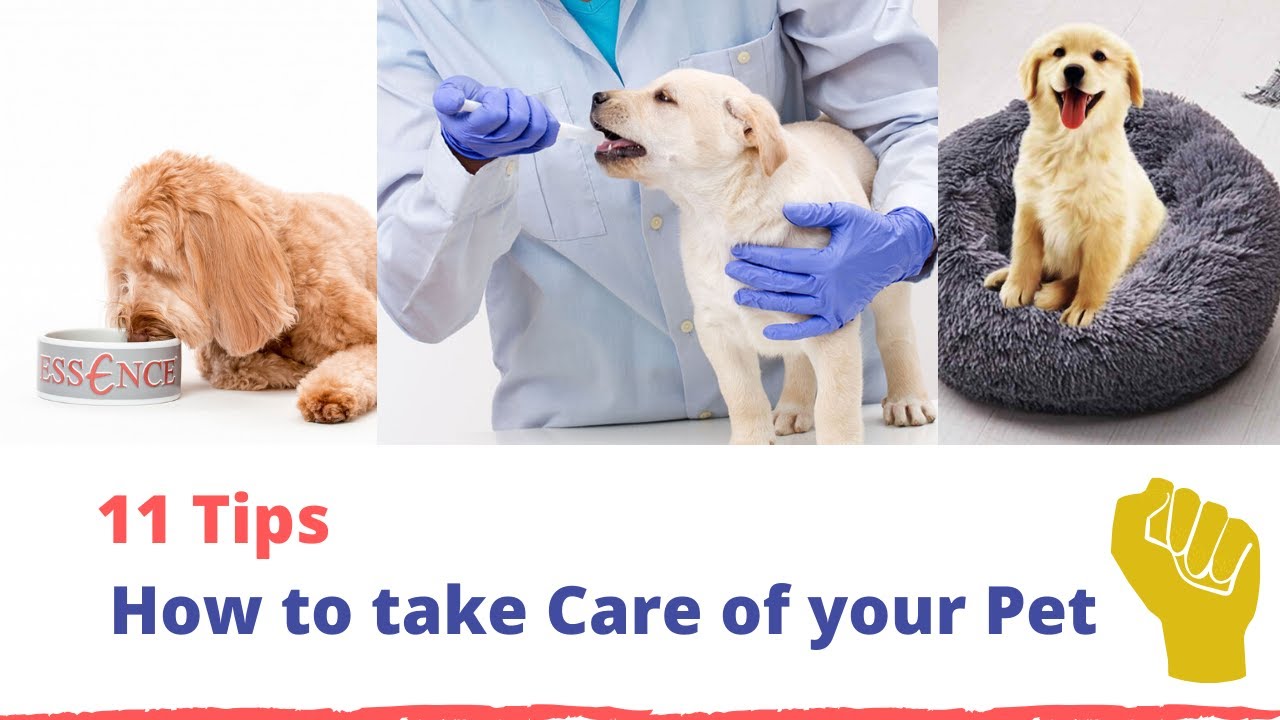 11 Tips How To Take Care Of Your Pet | Complete Guide - YouTube