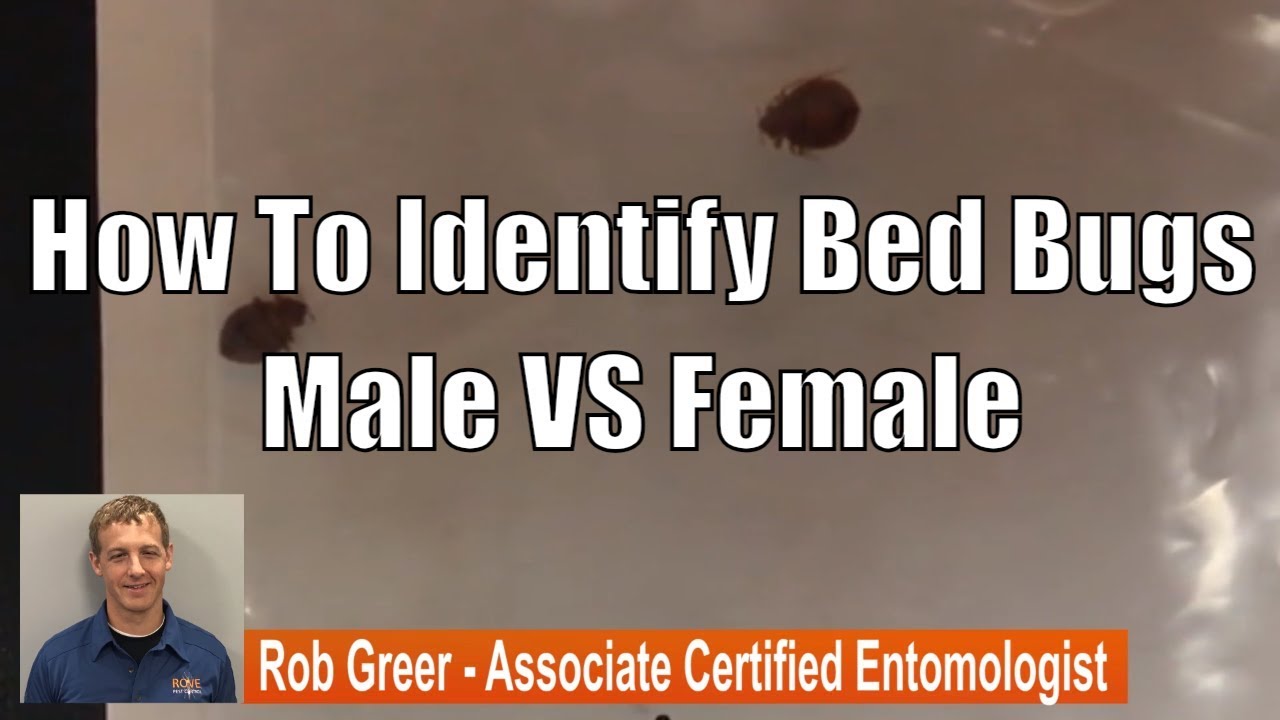 How To Identify Bed Bugs Male VS Female - YouTube