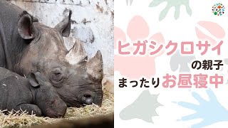 寝ている子供を見守るヒガシクロサイのお母さん（とべ動物園）