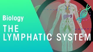 The Lymphatic System | Health | Biology | FuseSchool