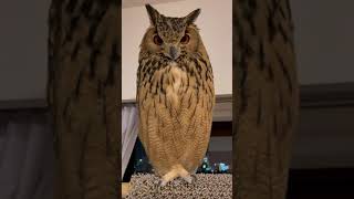 お返事できるフクロウさん OWL ANSWERED MY CALLING 【ベンガルワシミミズク】