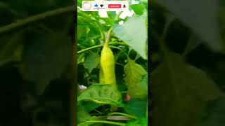 Hybrid chilli #trending #agriculture