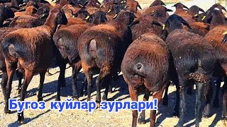 Бугоз куйлар сураганларга!