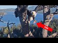 Fish delivery! Big Bear Valley Eagle Cam