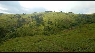 Peerumedu hill view.                       പീരുമേട് മലയോരക്കാഴ്ചകൾ