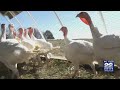 Bird flu outbreak across the country may lead to higher poultry prices