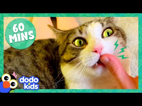 60 Minutes Of Cats And Kittens Being Cute And Silly 1 Hour Of Animal Videos Dodo Kids