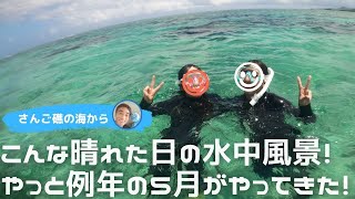 【石垣島でシュノーケリング】こんな晴れた日の水中風景は？やっと例年の5月がやってきた！5月30日ツアー動画