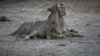 Lions Of Gir