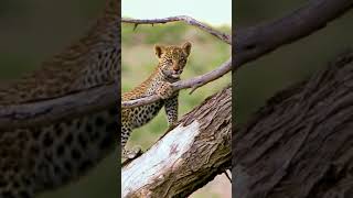 Baby leopard climbing a tree #short #leopard #bigctas #documentary