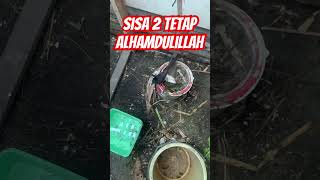 Alhamdulillah masih 2 yg lolos seleksi alam