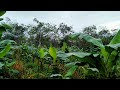 penyebab tanaman pisang tidak tumbuh subur  || tips tanam pisang di lokasi rawan banjir